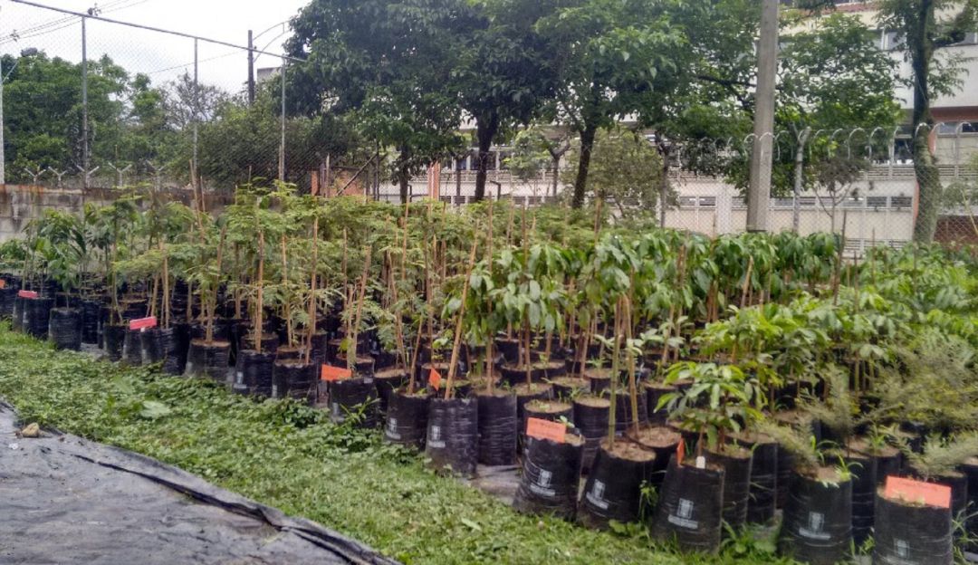 SIEMBRA ÁRBOLES ANTIOQUIA DEFORESTACIÓN: Este domingo en Antioquia se sembrarán 200 mil árboles