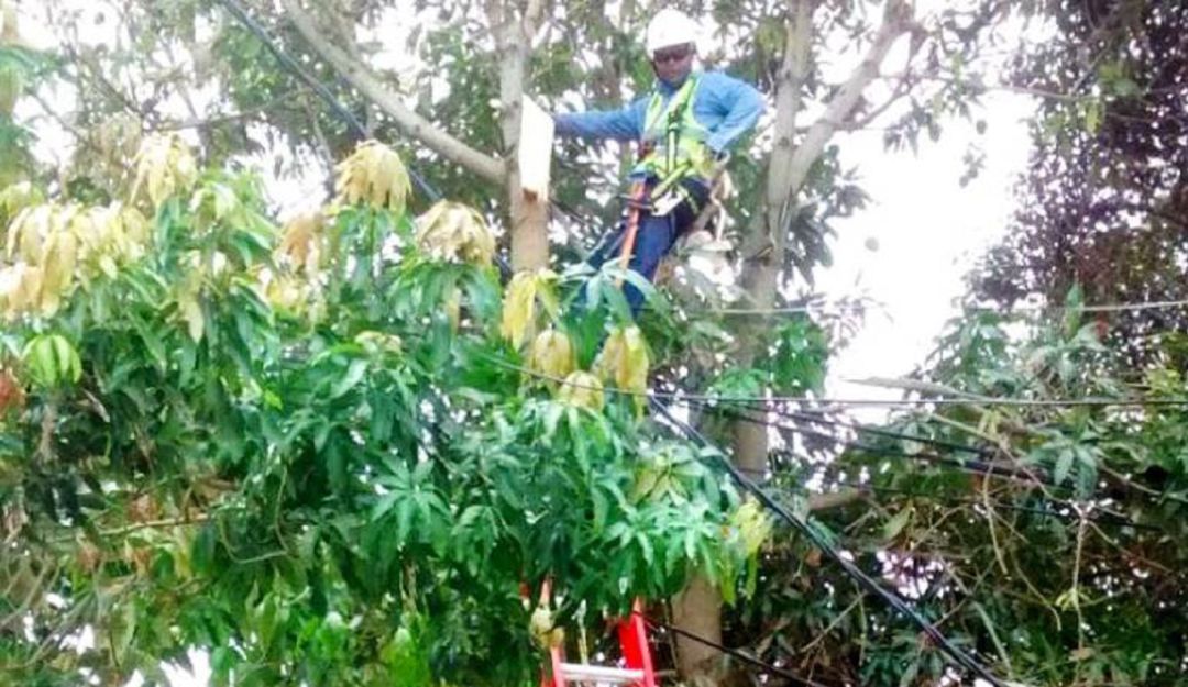 Electricaribe labores de poda sur de Bolívar: Electricaribe intensificará labores de poda en el sur de Bolívar