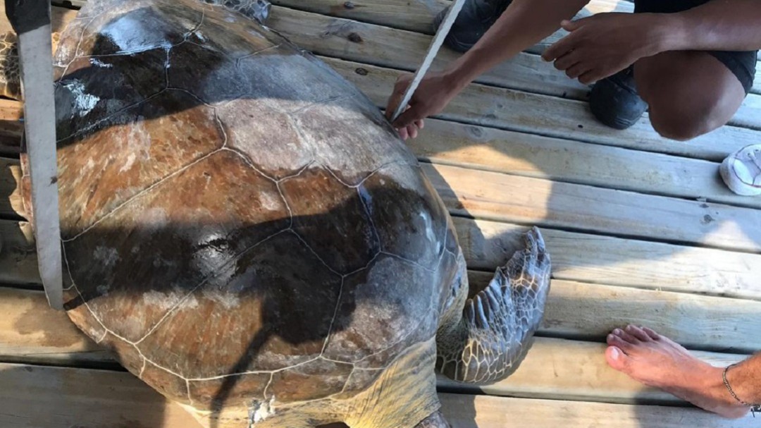 Rescatan tortuga carey de 50 kilos que iba a ser cocinada en Cartagena