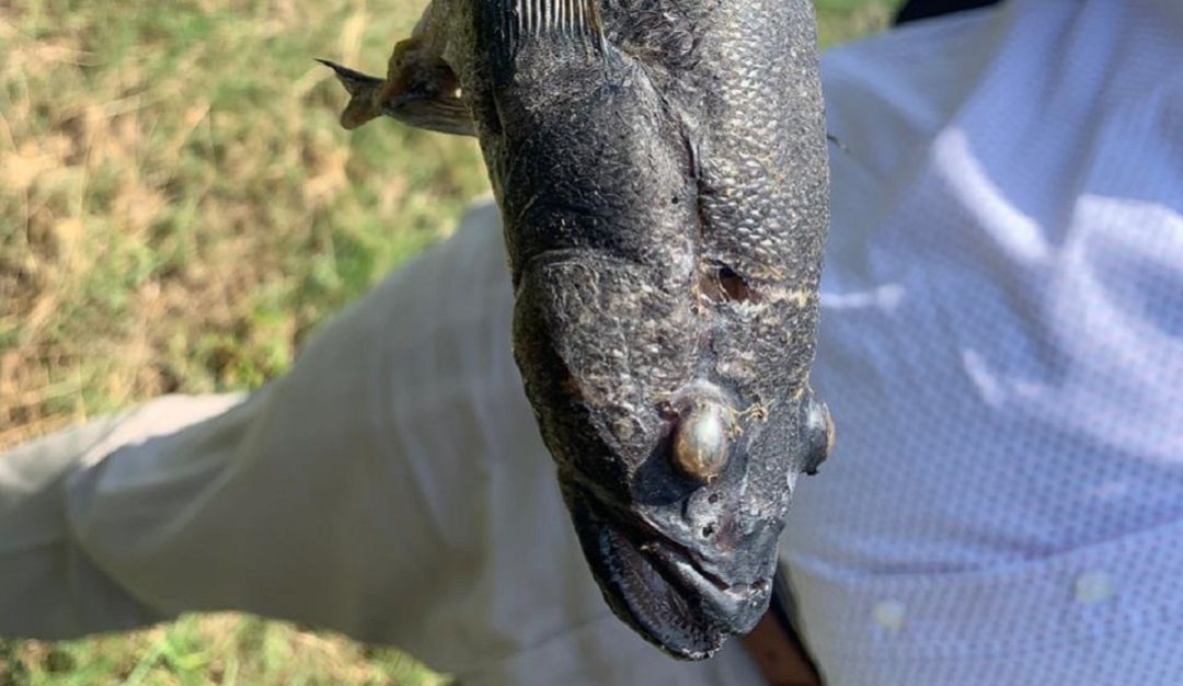 Peces laguna barrio El Laguito Cartagena no son consumibles: Advierten que peces de la laguna El Laguito en Cartagena no son consumibles