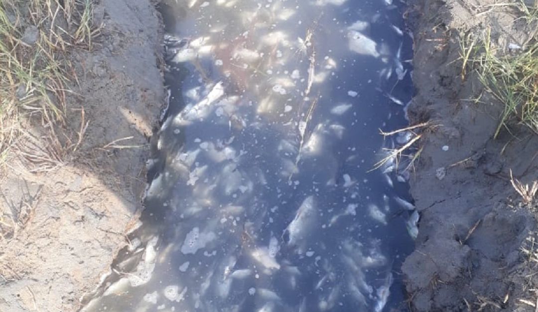 Mortandad peces laguna barrio El Laguito Cartagena: ¡No para! Vuelven a aparecer cientos de peces muertos en Cartagena