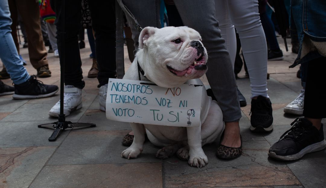 ¡Todos a marchar contra el maltrato animal!