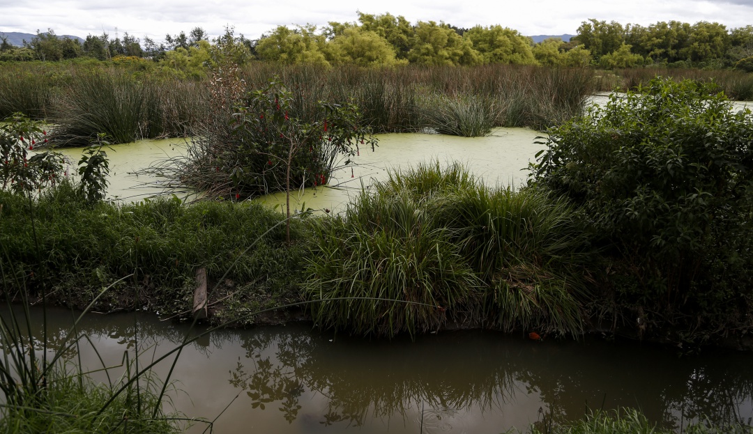 Daños ambientales a los humedales: Acción Popular detiene daño ambiental al humedal La Conejera