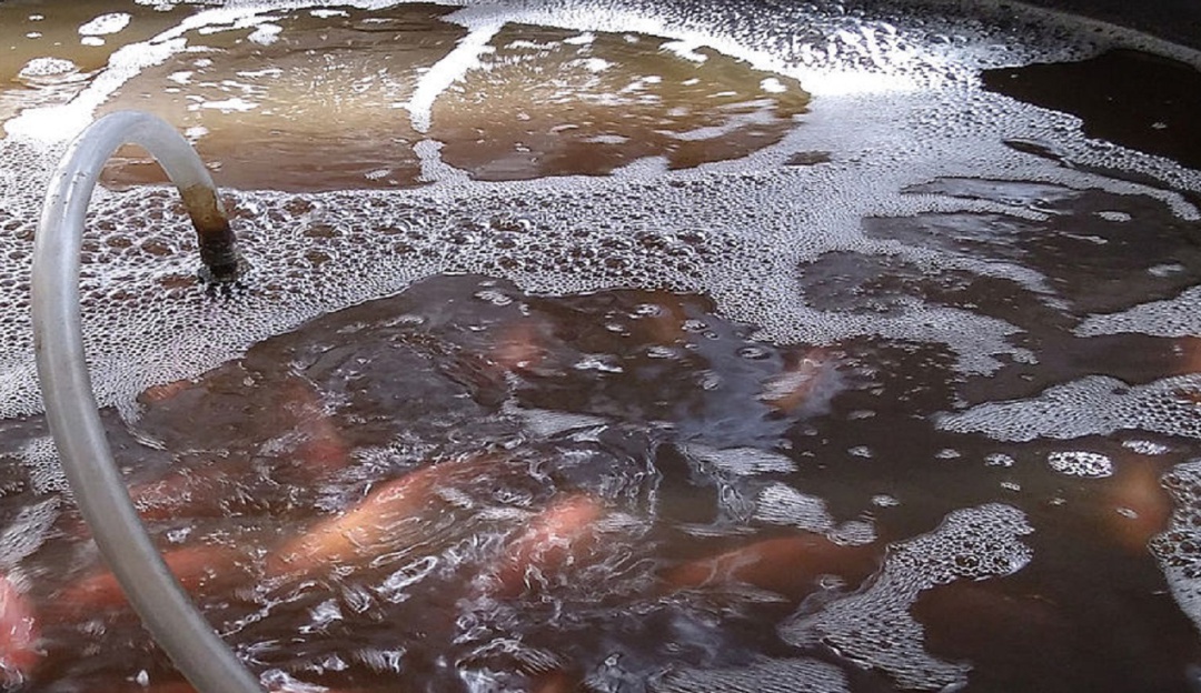 Melaza para la piscicultura en áreas contaminadas