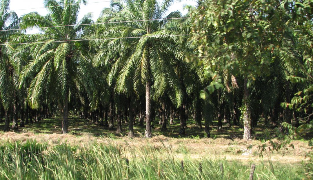 Aceite de Palma: Inicia aumento del 10 al 12 por ciento de mezcla de biocombustible