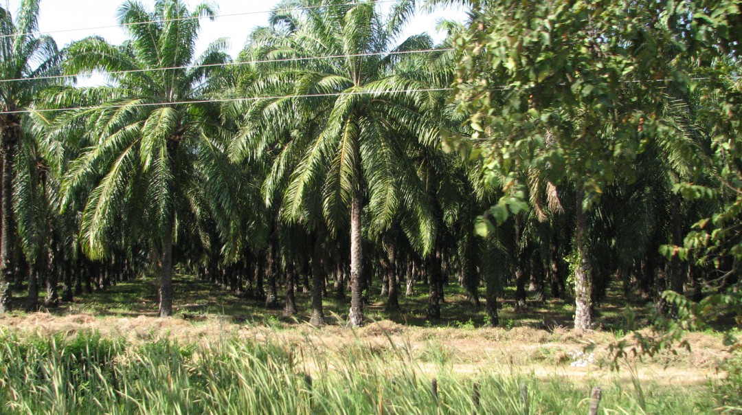 Inicia aumento del 10 al 12 por ciento de mezcla de biocombustible