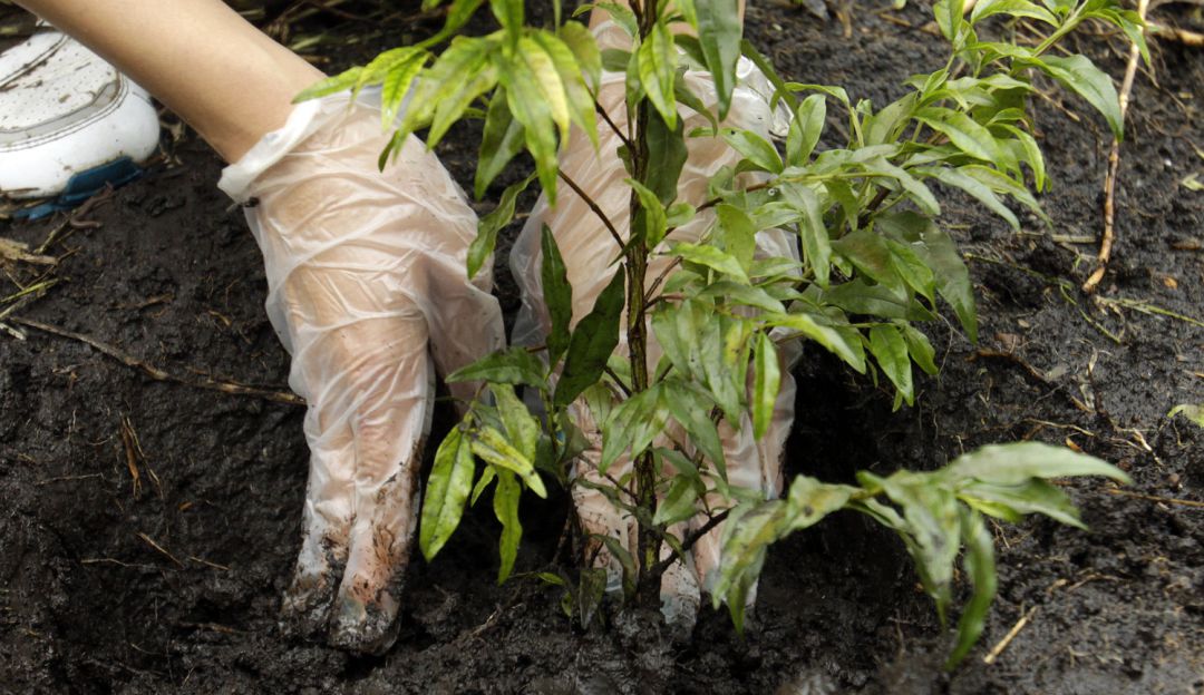 Mega Siembra por el Amazonas en Pereira: Pereira se une a la Mega Siembra de Árboles por el Amazonas