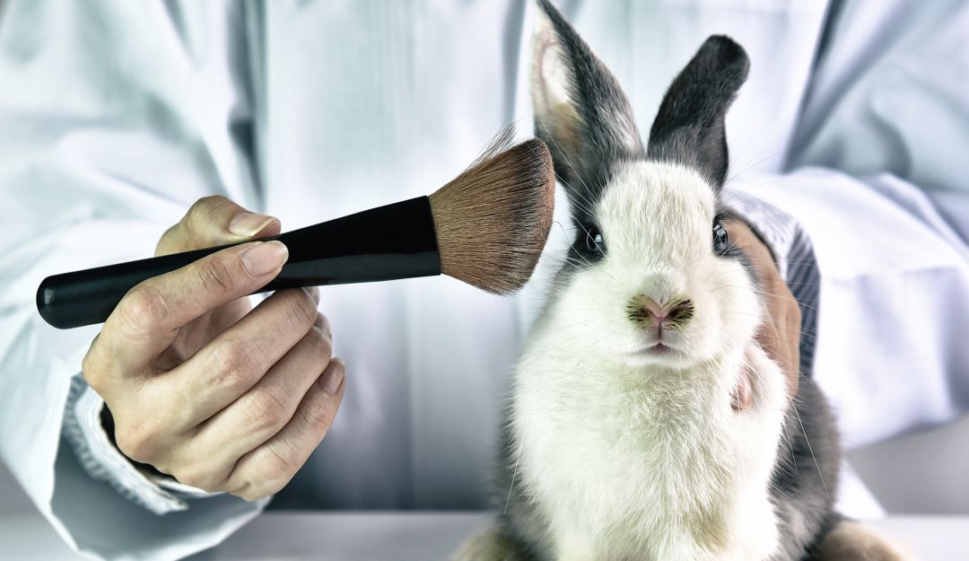 Prohiben testeo animal en Colombia: Prohibición del testeo animal está a un debate de convertirse en ley