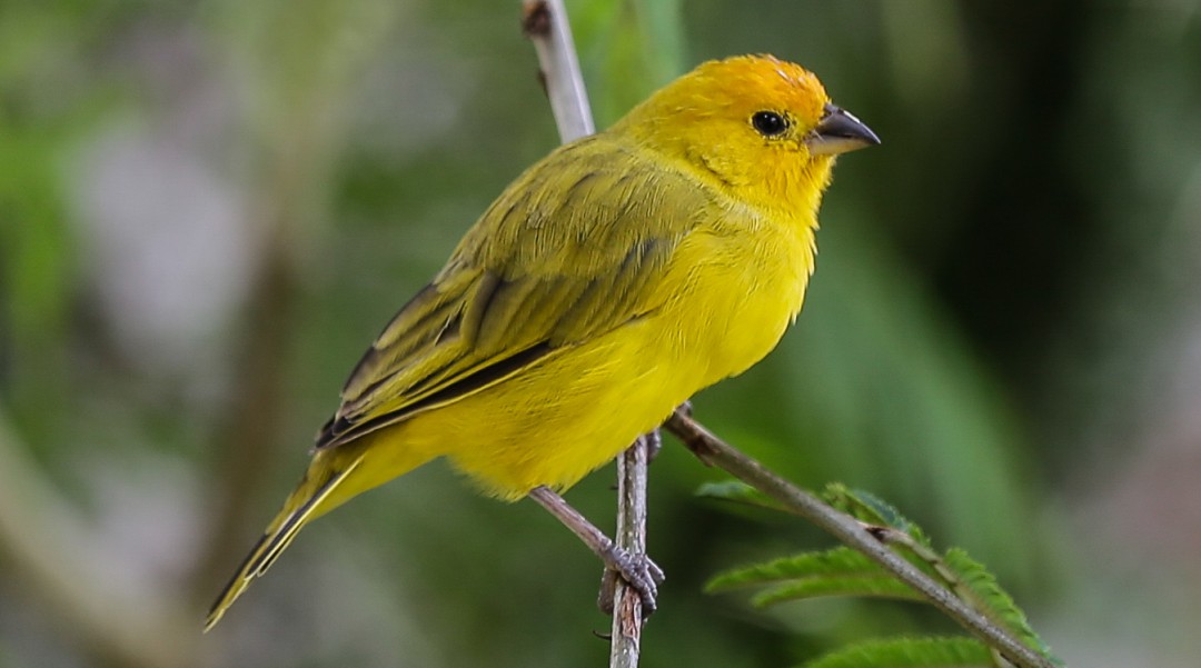 Bogotá amanece entre el sonido de los pájaros