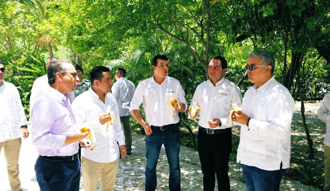 Hongo del banano: Presidente Duque afirma que el Fusarium R4 está controlado en La Guajira