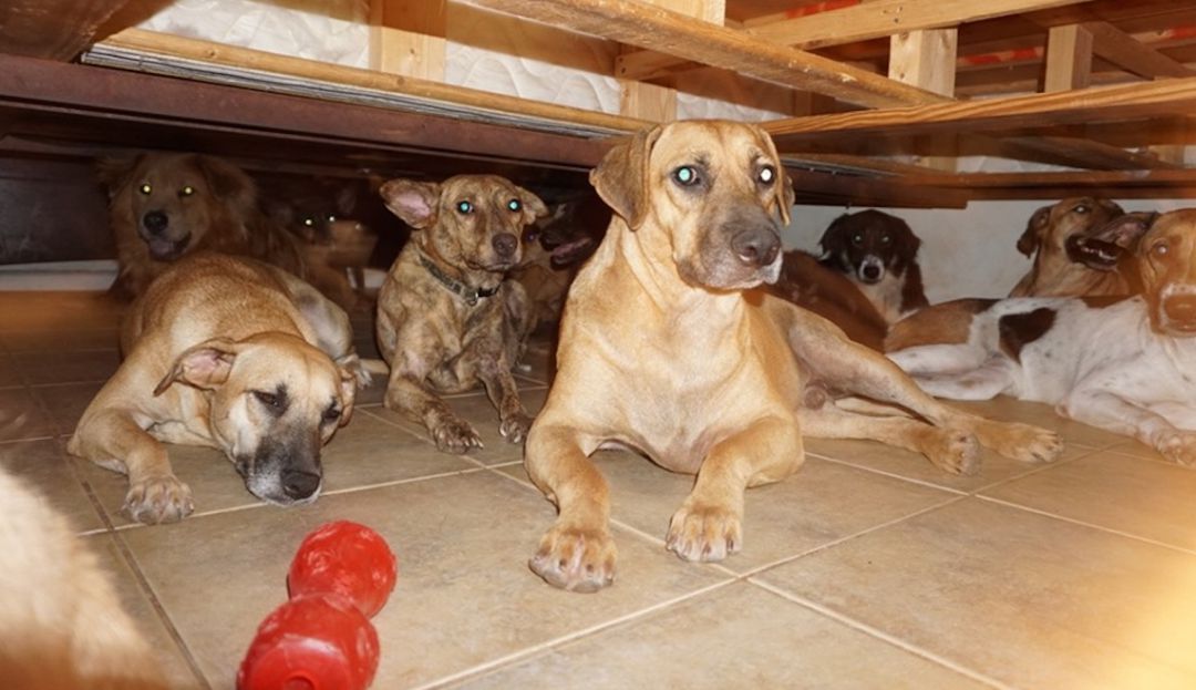 Mujer salva perros de Huracán Dorian: ¡Heroína! Salva a casi 100 perros del huracán Dorian