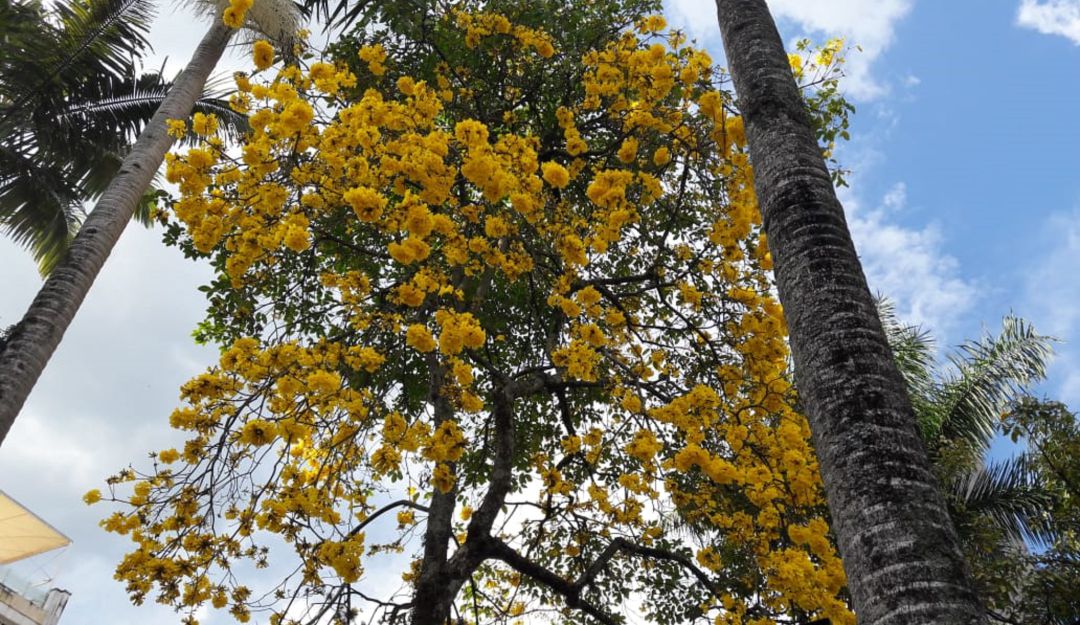 Guayacán florecido en la plaza de Bolívar de Armenia