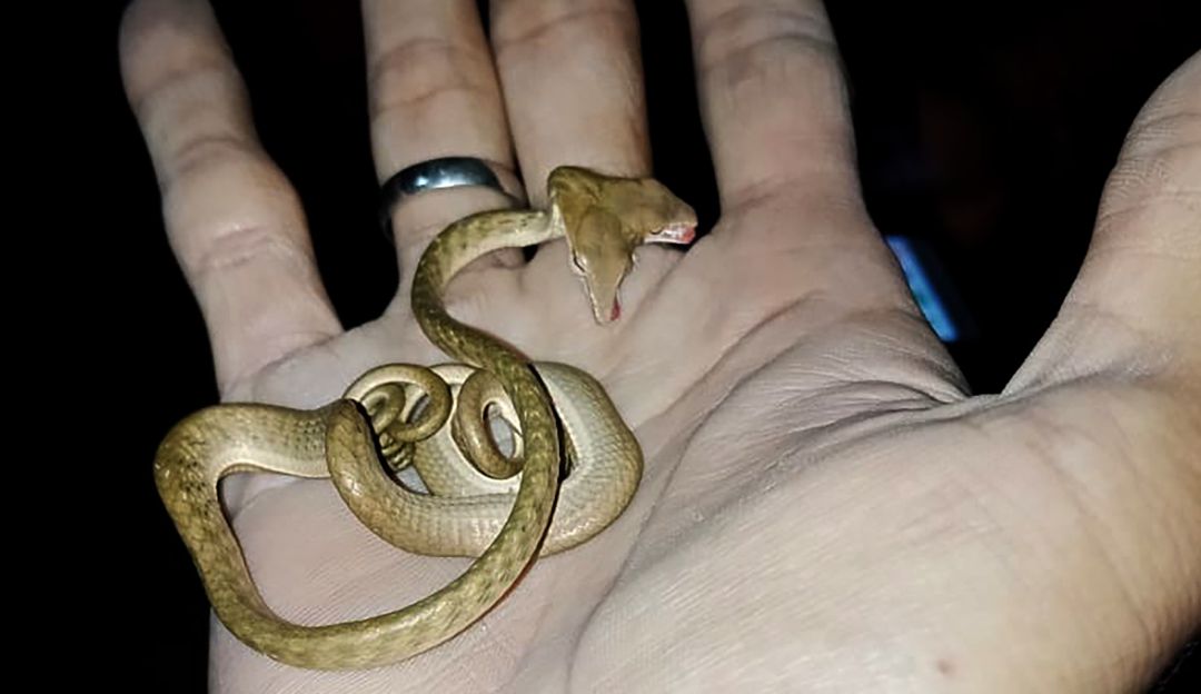 Serpiente de dos cabezas en Indonesia: ¡Qué susto! Serpiente de dos cabezas fue hallada en Indonesia