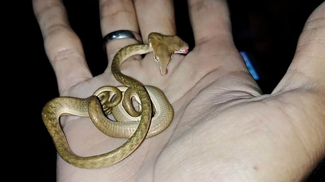 ¡Qué susto! Serpiente de dos cabezas fue hallada en Indonesia