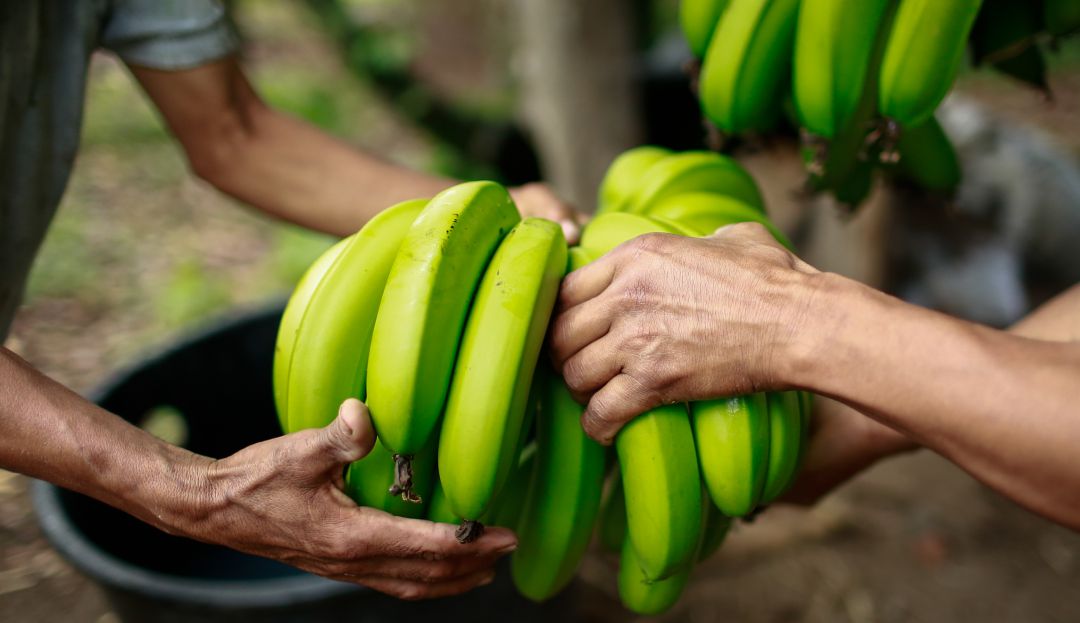 Productores de banano en medio de una crisis por altos costos de insumos: Productores de banano en medio de una crisis por altos costos de insumos Productores de banano en medio de una crisis por altos costos de insumos: Productores de banano en medio de una crisis por altos costos de insumos