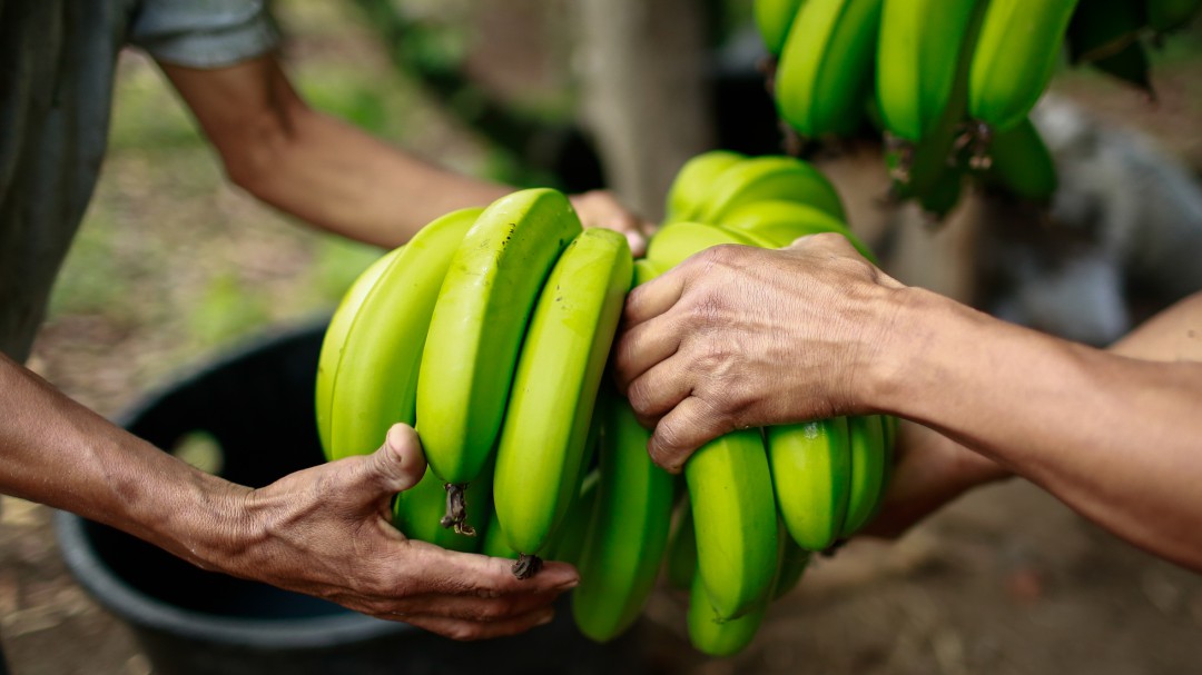 MinAgricultura: El hongo que ataca al banano está contenido en La Guajira