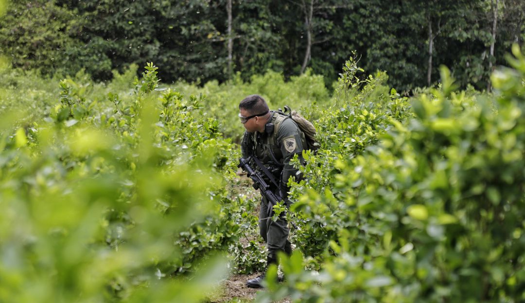 Cocaína cultivos ilícitos: Gobierno ha erradicado 98 mil hectáreas de coca