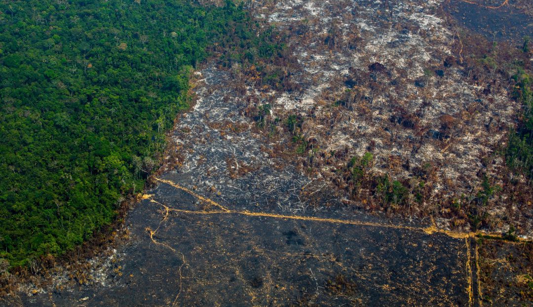 Cumbre en Leticia por crisis en la Amazonía: Convocan a urgente cumbre ante crisis por incendios forestales en Amazonía
