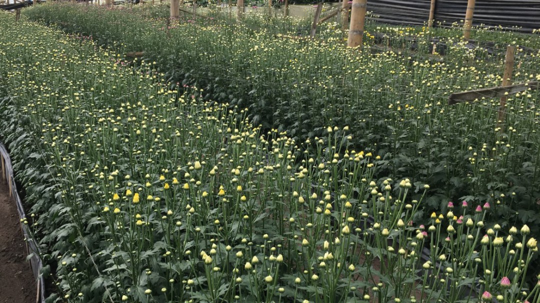 Los cultivos de flores también sufren los estragos de las heladas en Boyacá