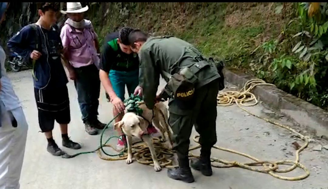 Mono es rescatado por patrulleros de Marulanda