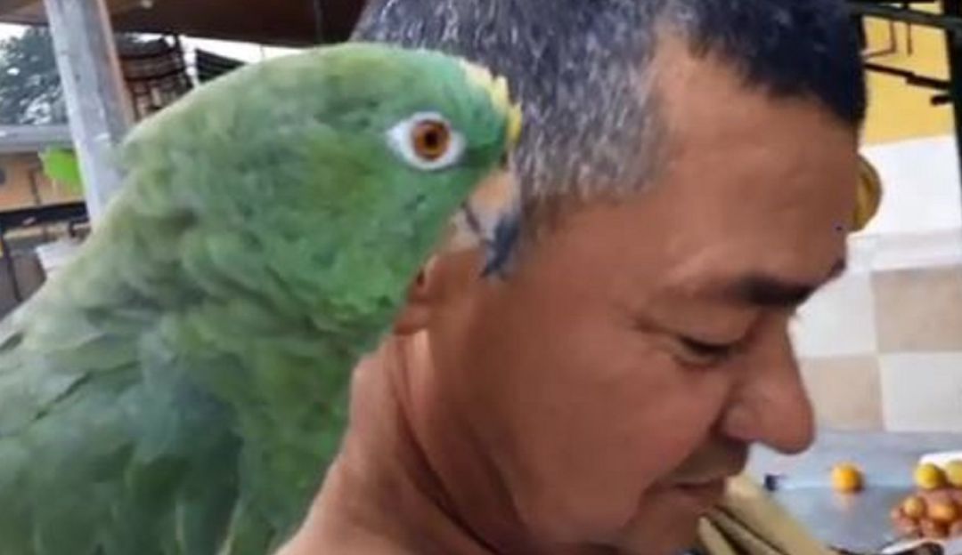 Loro cantando vallenato de Jorge Celedón: ¡Sí se llama! Loro canta canciones de Jorge Celedón