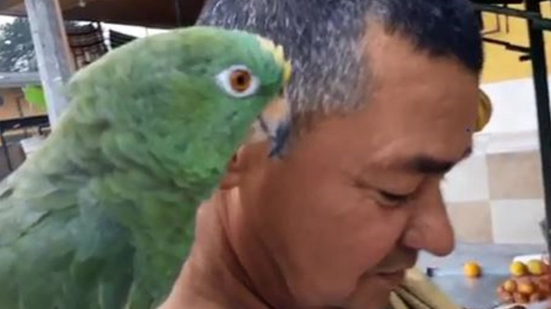 ¡Sí se llama! Loro canta canciones de Jorge Celedón