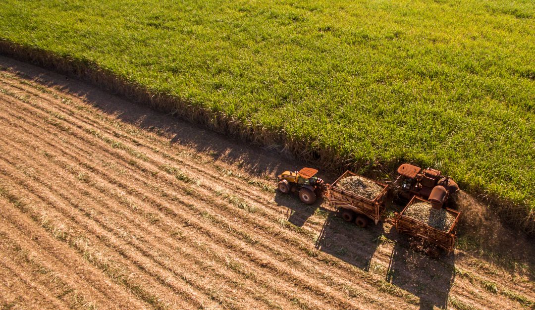 Hectáreas aseguradas para la agricultura en Colombia: Cifra histórica en hectáreas aseguradas reportó Ministerio de Agricultura