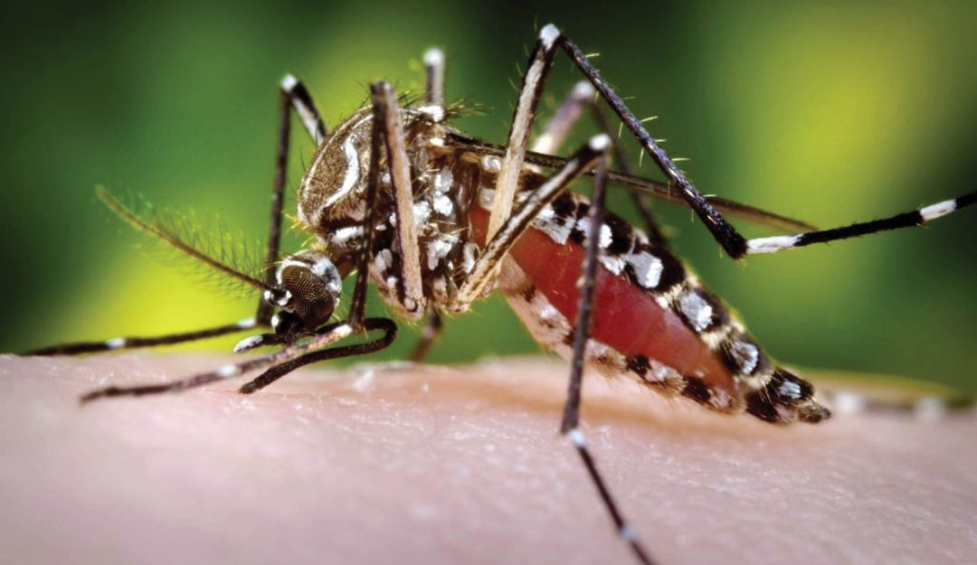 Organización Panamericana de la Salud, Dengue, Latinoamérica: OPS alerta aumento de casos de dengue en Latinoamérica