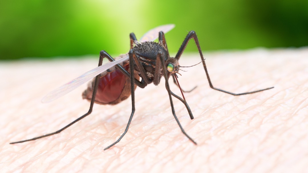 Crecen cifras de dengue en el Tolima