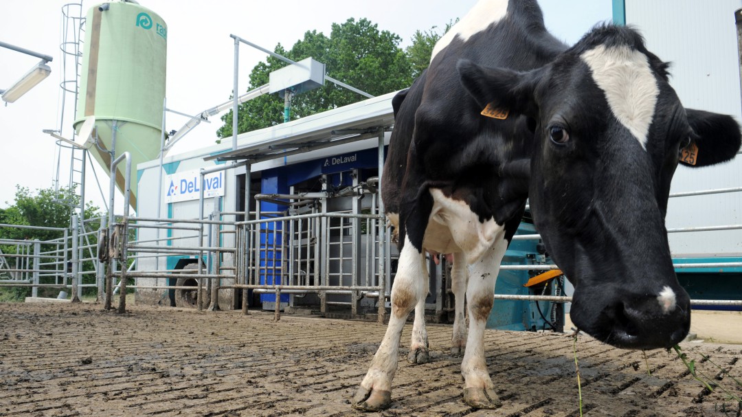Vacas con baja emisión de carbono para ayudar al planeta