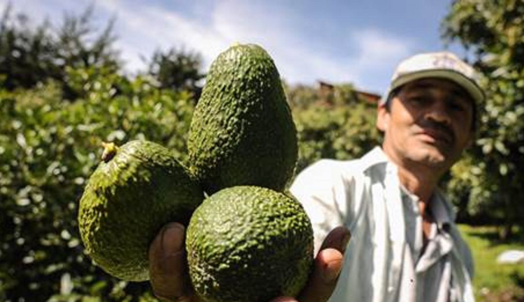 Exportación de aguacates hass: Quedó listo convenio para exportar aguacate Hass de Antioquia a Japón