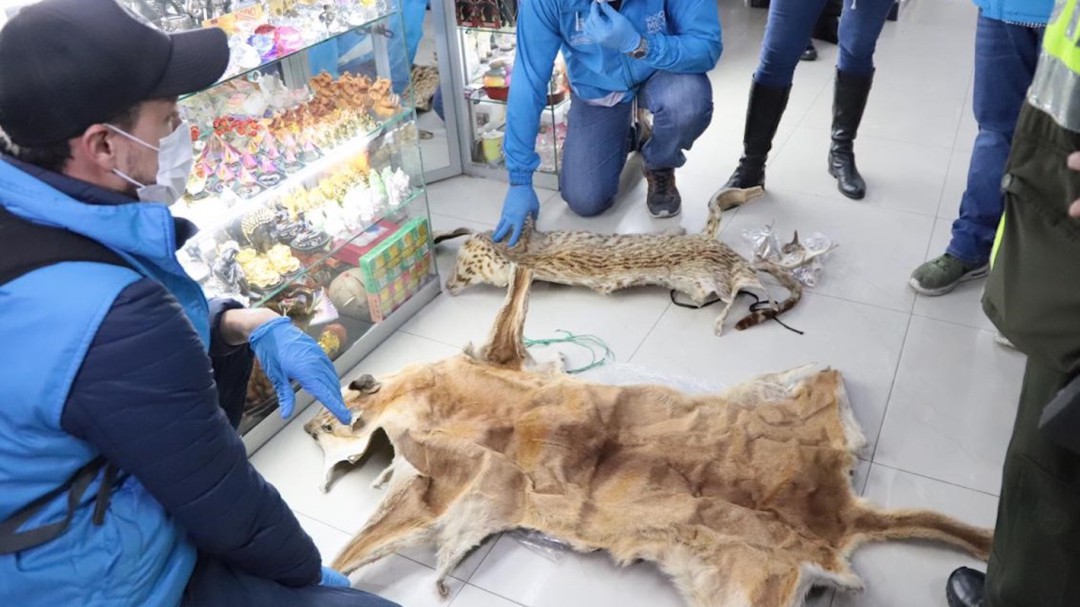 Encuentran partes de animales que eran vendidas para hacer ritos