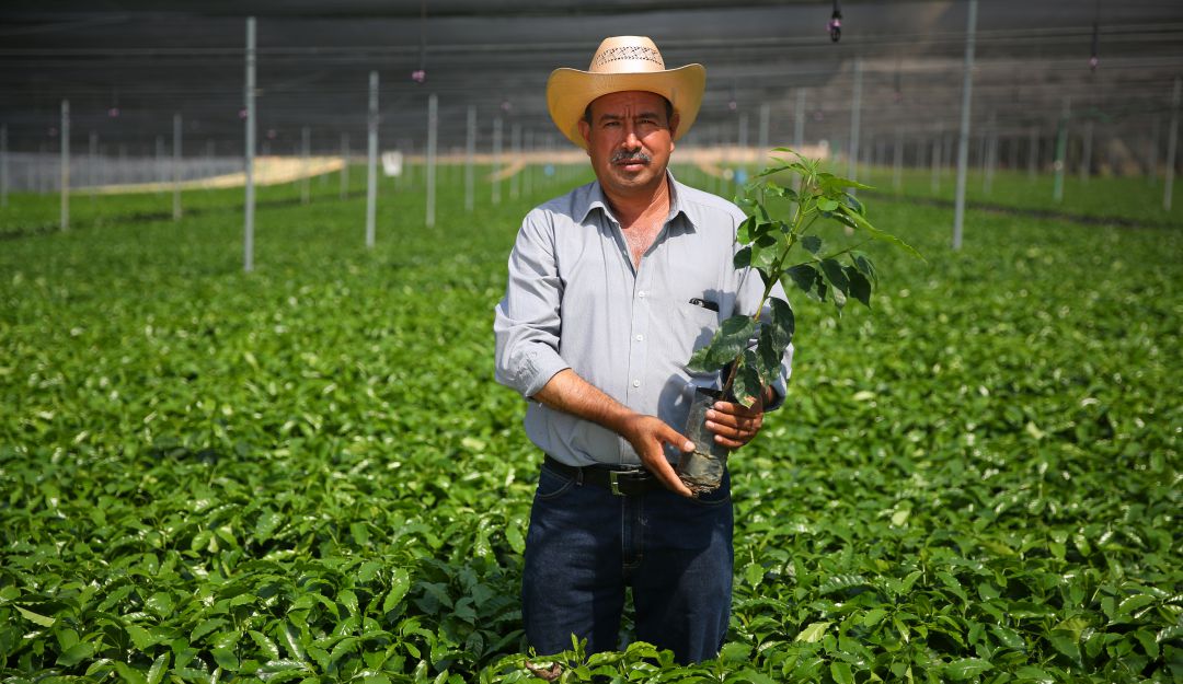 Café éticamente abastecido: Café éticamente abastecido, un compromiso desde el grano hasta taza