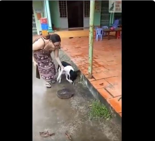 Maltrato animal: ¡Indignación! Mujer recupera a su mascota luego de haberle cortado una pata Maltrato animal: ¡Indignación! Mujer recupera a su mascota luego de haberle cortado una pata