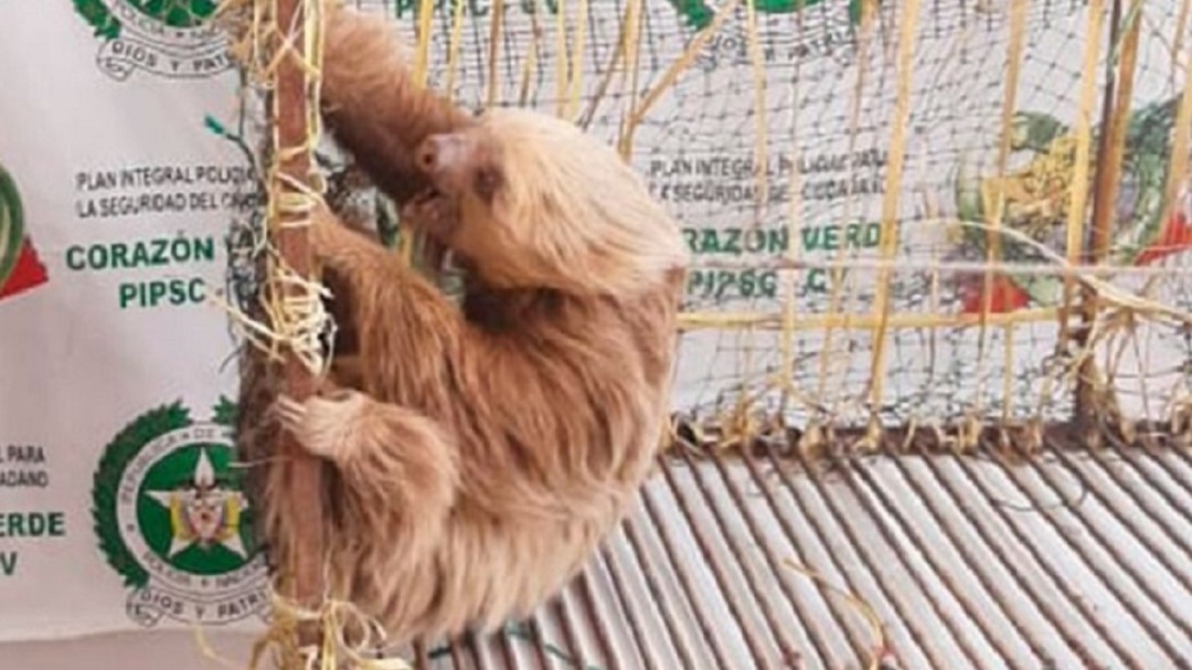 Rescatan a un oso perezoso en Filadelfia, Caldas