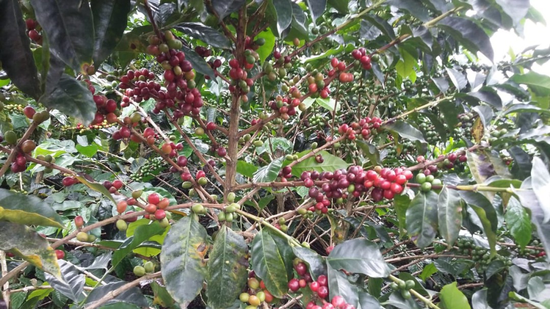 En riesgo la cosecha cafetera por las altas temperaturas