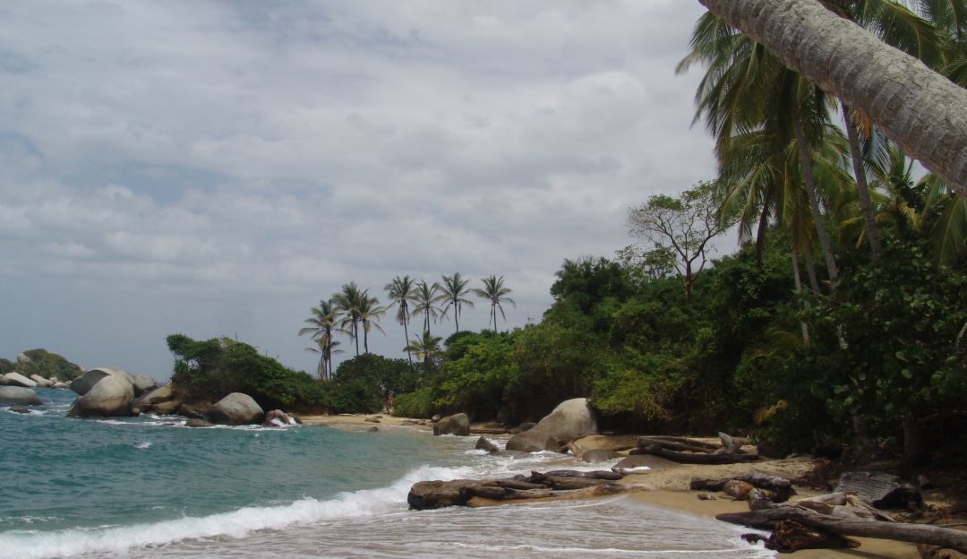 Parque Tayrona recursos naturales: Se restauraron tres hectáreas de mangle en el Parque Tayrona