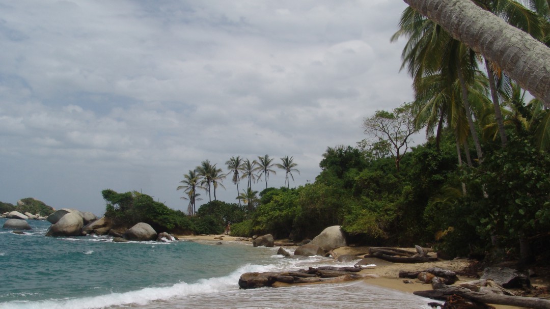Se restauraron tres hectáreas de mangle en el Parque Tayrona