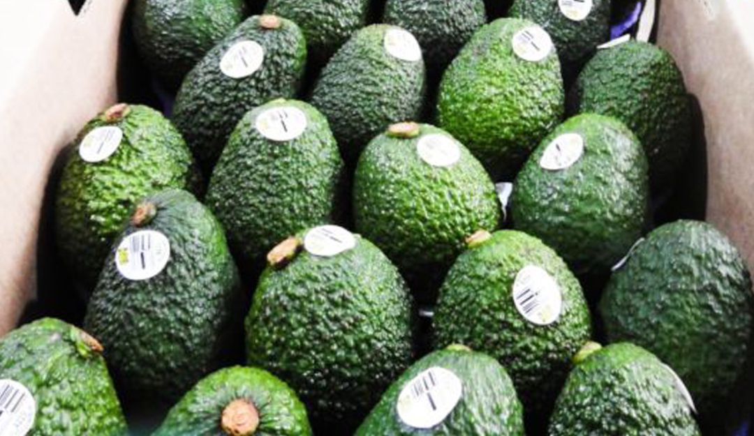 Aguacates de exportación