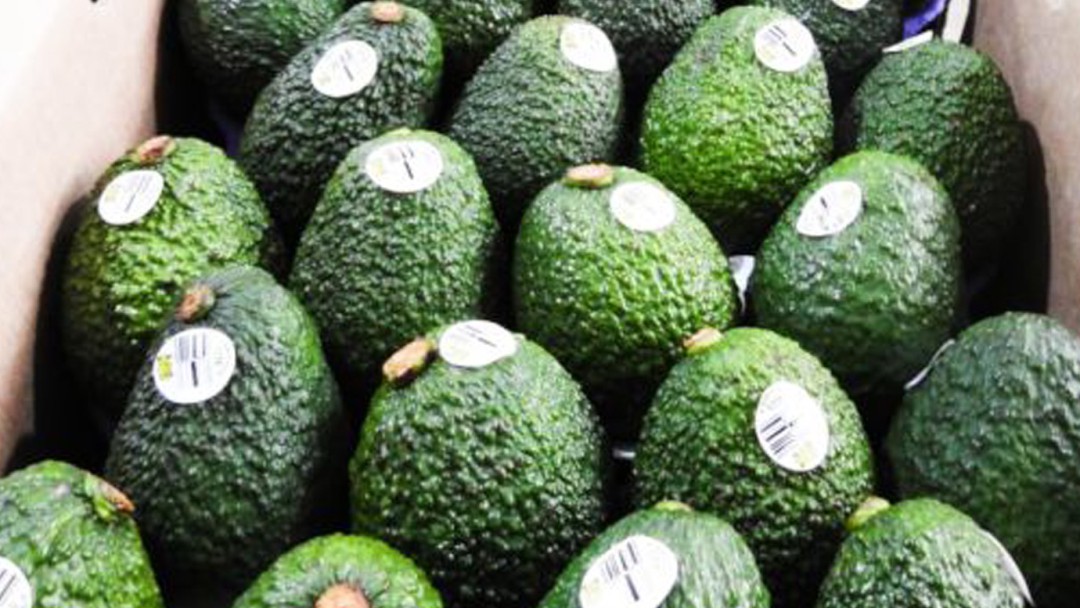 Medellín recibe el IX Congreso Mundial de Aguacate