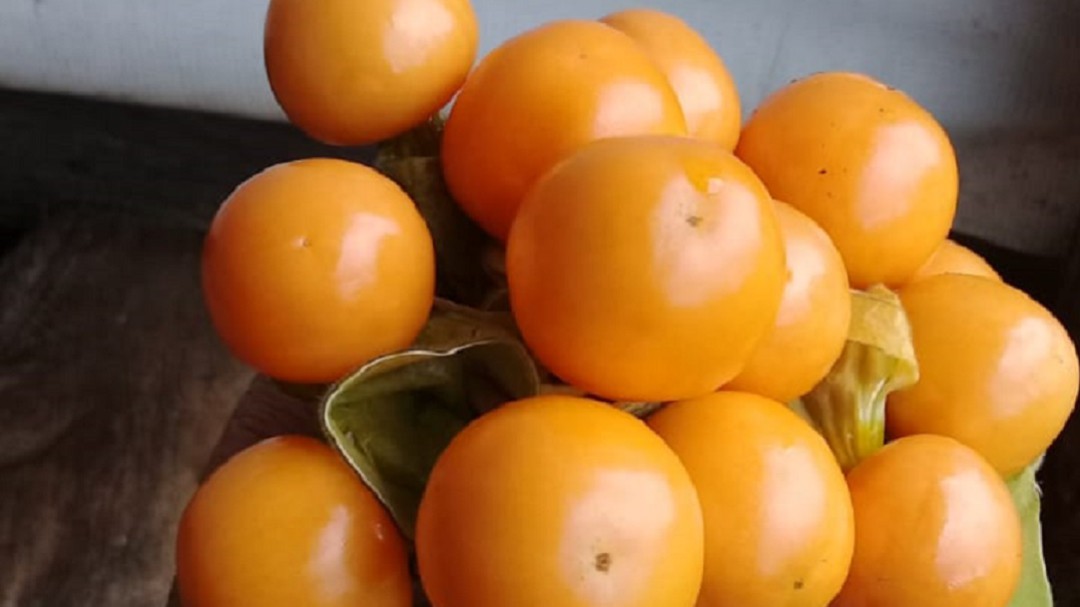 Las uchuvas ayudan a mejorar la visión y tienen gran potencial de negocio