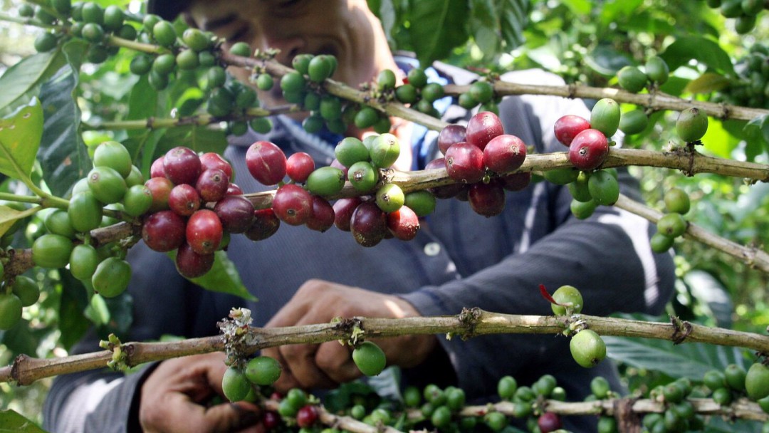Altas temperaturas en Risaralda han afectado el 30% de los cafetales
