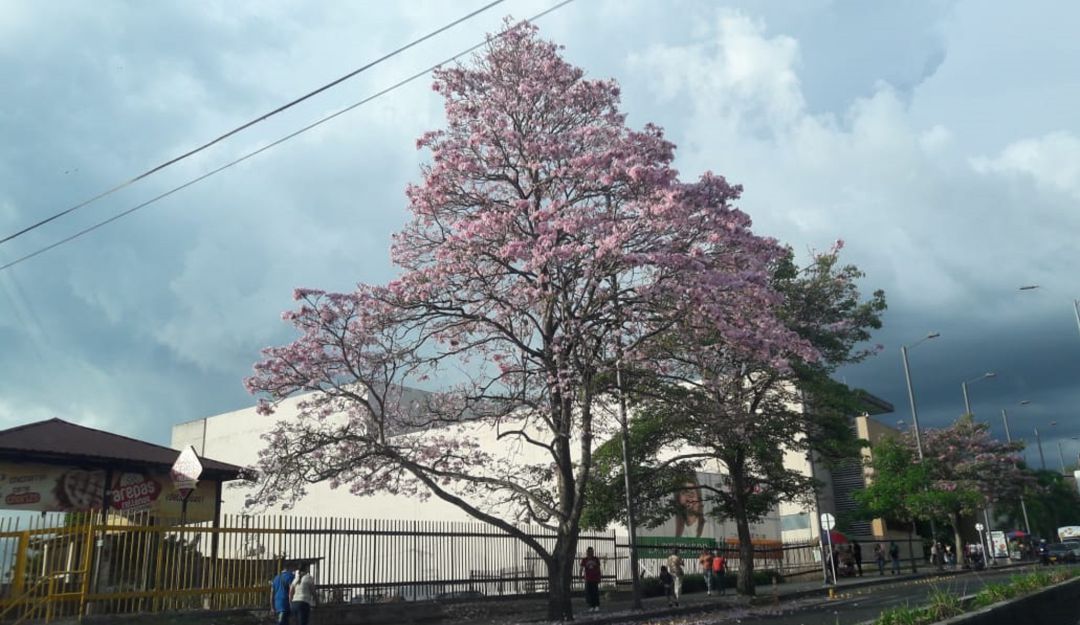 Hermoso guayacán florecido en la avenida Bolívar en Armenia, centro comercial Unicentro