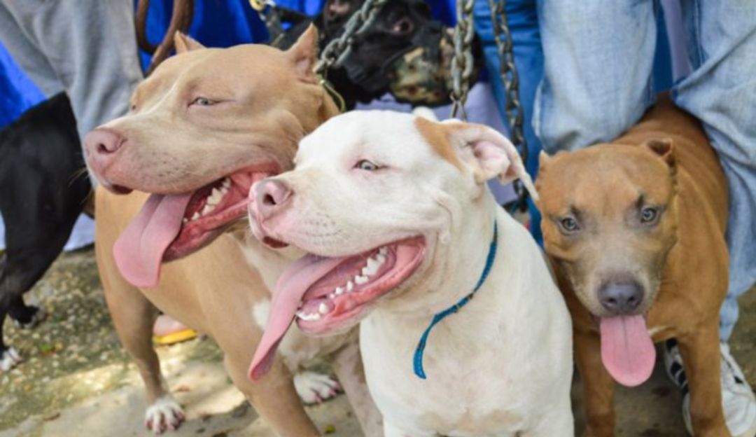 BUCARAMANGA VETERINARIAS NO CUMPLEN REQUISITOS: Veterinarias en Bucaramanga no cumplen con requisitos