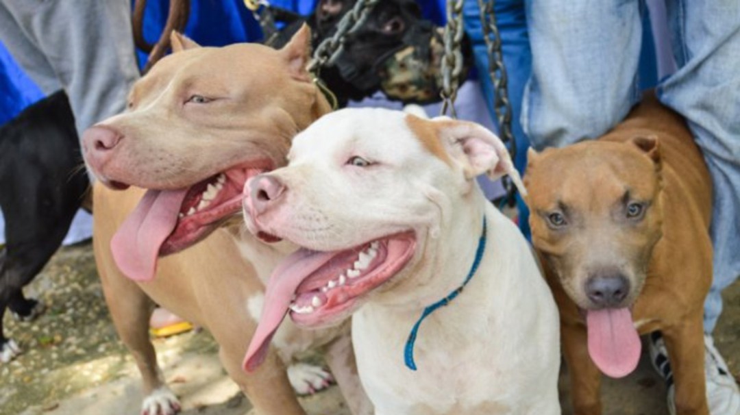 Veterinarias no cumplen con requisitos