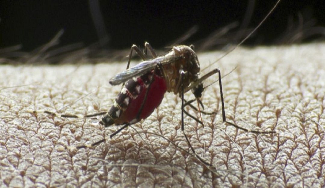 Dengue: El Valle en alerta por incremento de dengue grave en niños
