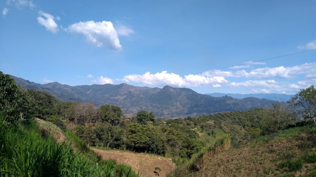 Altas temperaturas afectan el sector agropecuario de Caldas