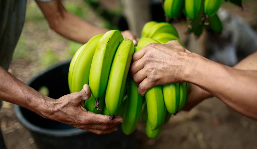 Productores de plátano reciben fertilizantes para mitigar daños