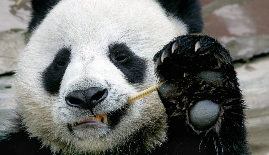 Chuang Chuang: ¡Chao Chuang Chuang! Fallece oso panda embajador de China en Tailandia