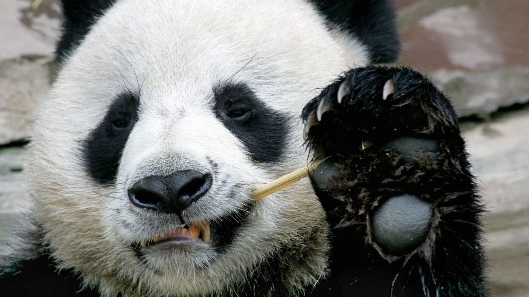 ¡Chao Chuang Chuang! Fallece oso panda embajador de China en Tailandia
